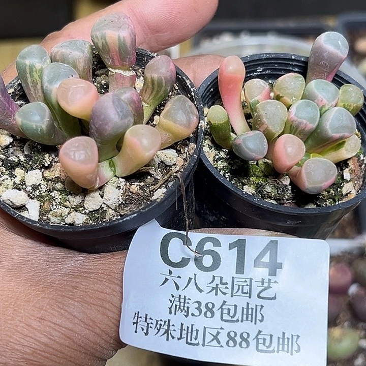 爱***倩614个五十铃玉錦2个