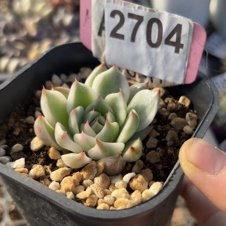 吉娃娃锦多肉植物满18包邮当场凑单