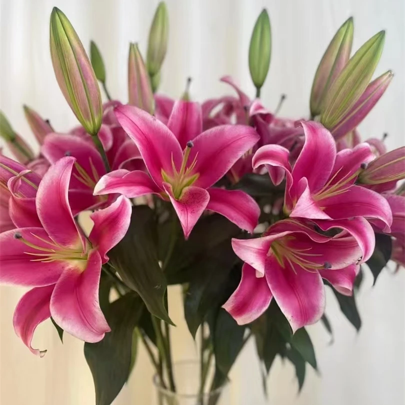 红福 红色系百合【零度以下不拍保温棉无法售后】