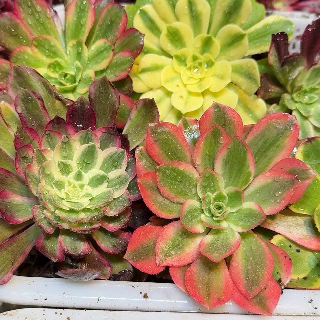 8棵不同品种主头8-15公分标准