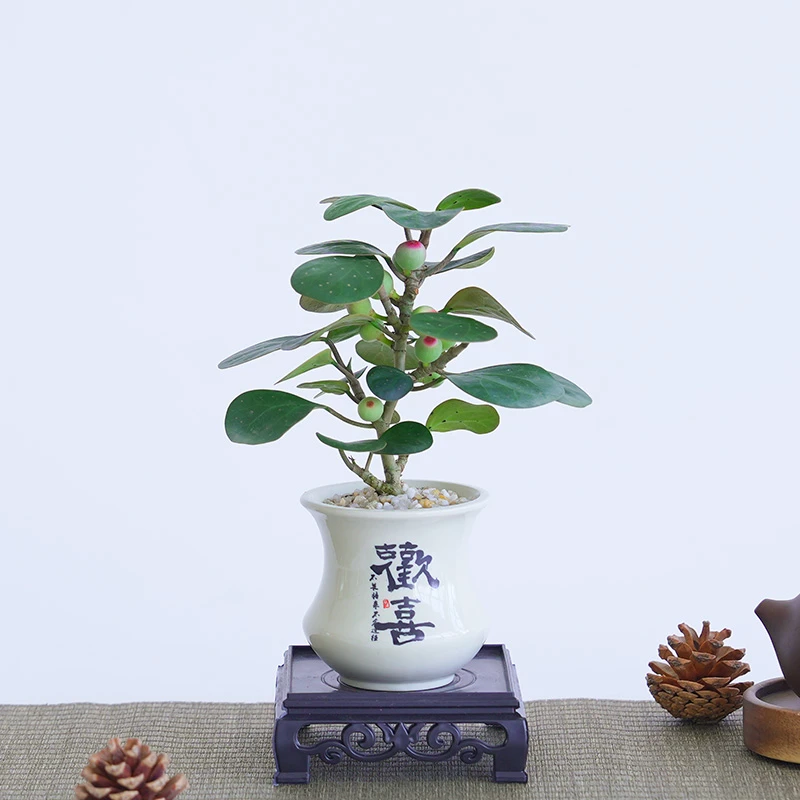 小盼菩提盆栽室内绿植带果植物客厅书房小盆景办公室桌面四季