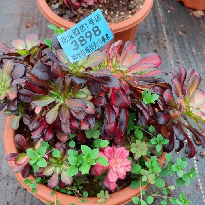 晚霞缀3898多肉植物