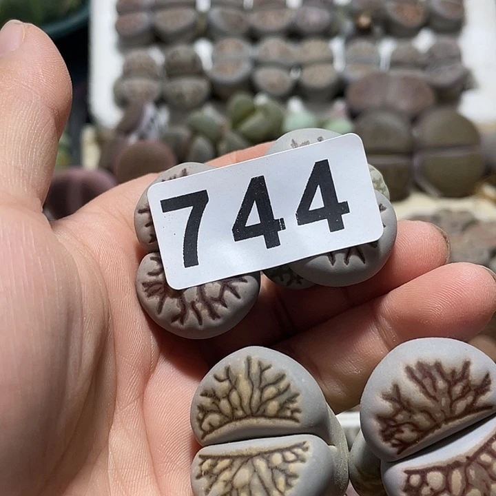 大部分花苞少量开放姣*生石花4颗744