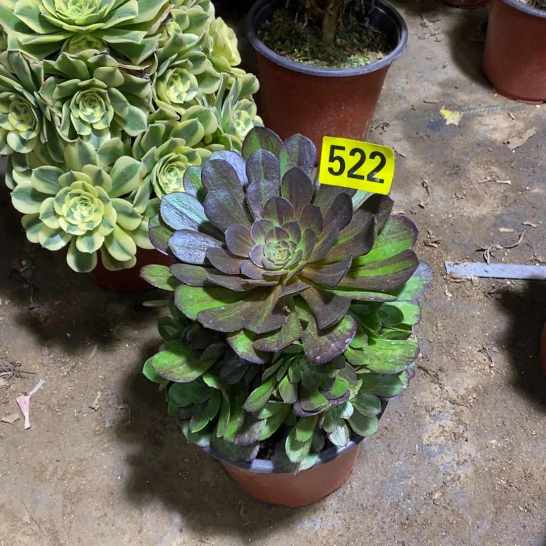 花月夜多肉法师522