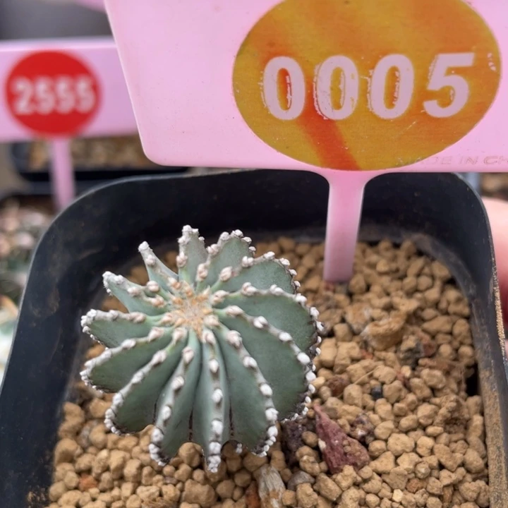 实生薄叶花笼0005