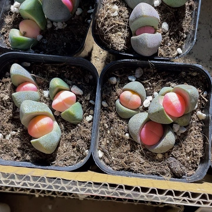 粉色元宝6.8带盆土发