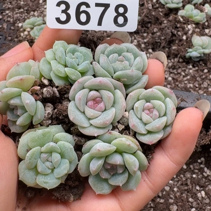 无花朵多肉植物多肉植物