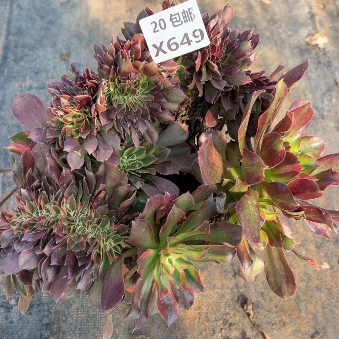 649红秀，满20包邮