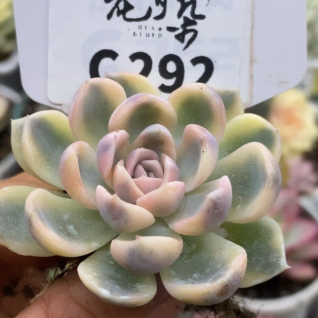 292汉堡哈哈哈哈哈哈