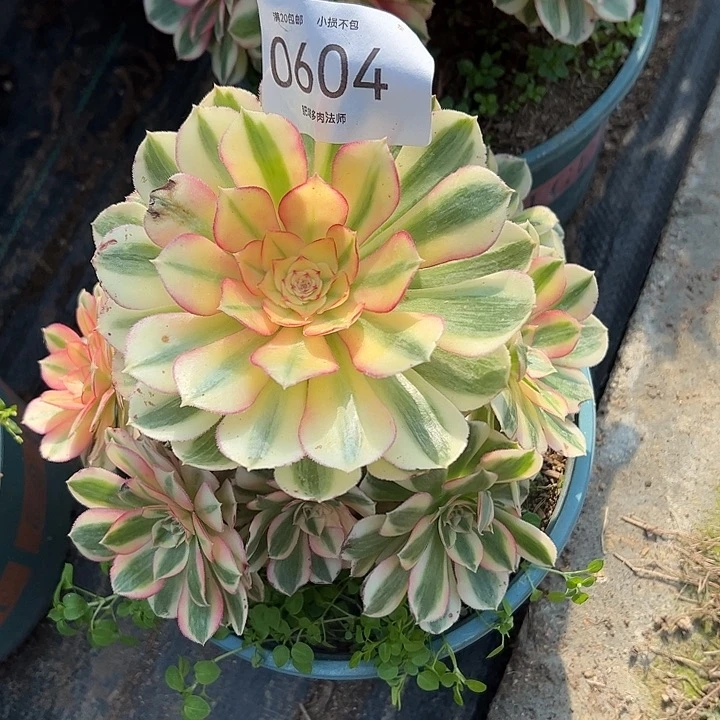 0604倾城多肉植物