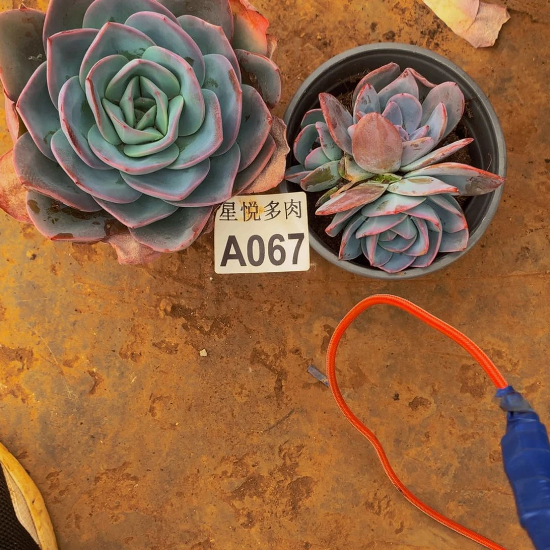 8****冲星悦多肉    A067