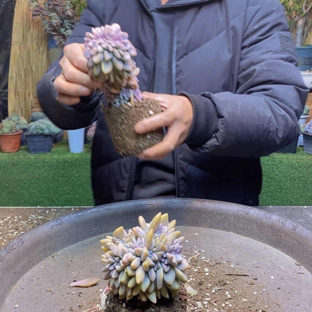 元*E53号号淡雪缀化多肉