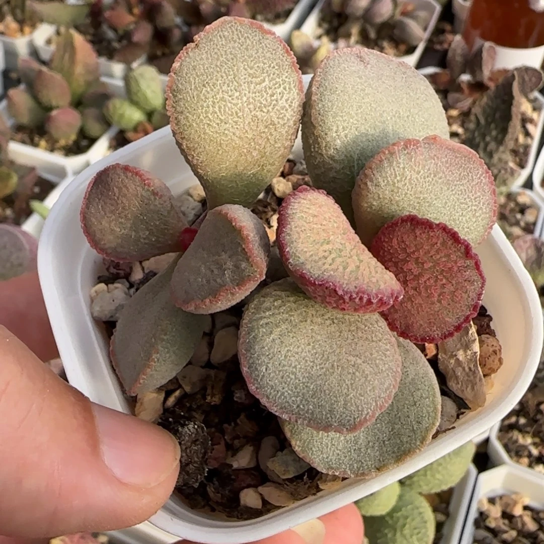 公爵夫人水泡多肉