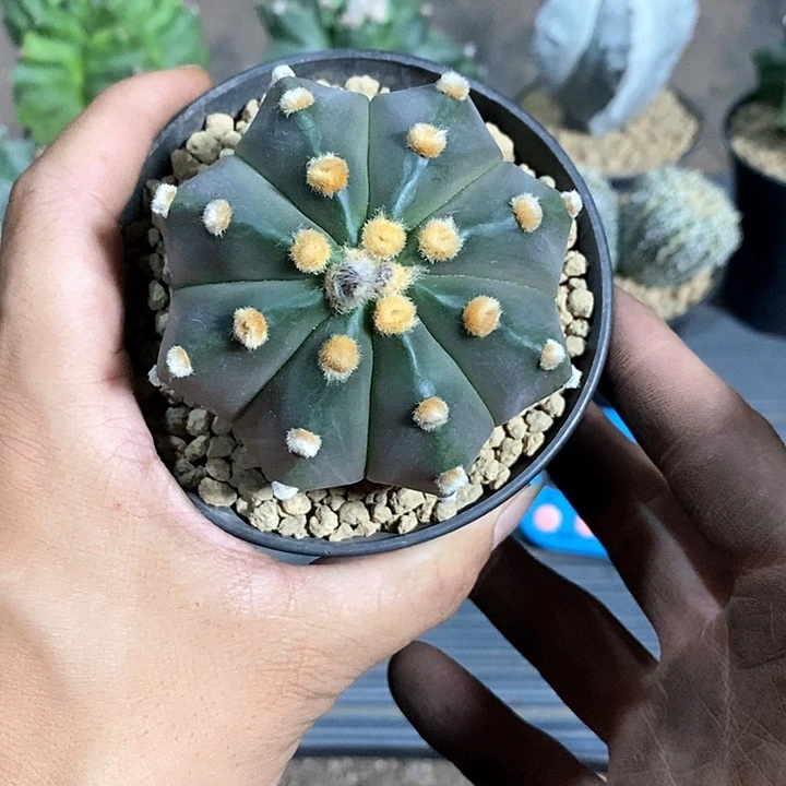 开***好琉璃实生脱土发货