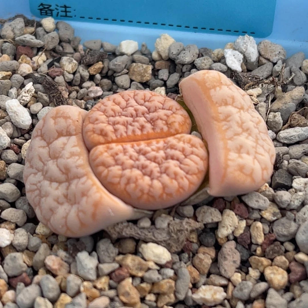 8312睫毛山脉拿铁一颗