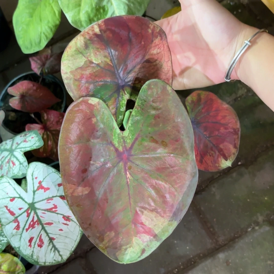 泰国彩叶芋534-0911