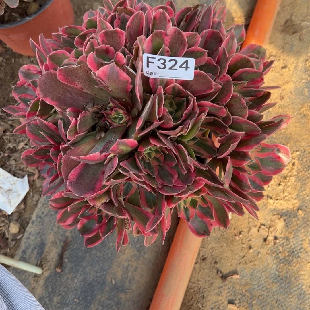 324女妖多肉植物法师
