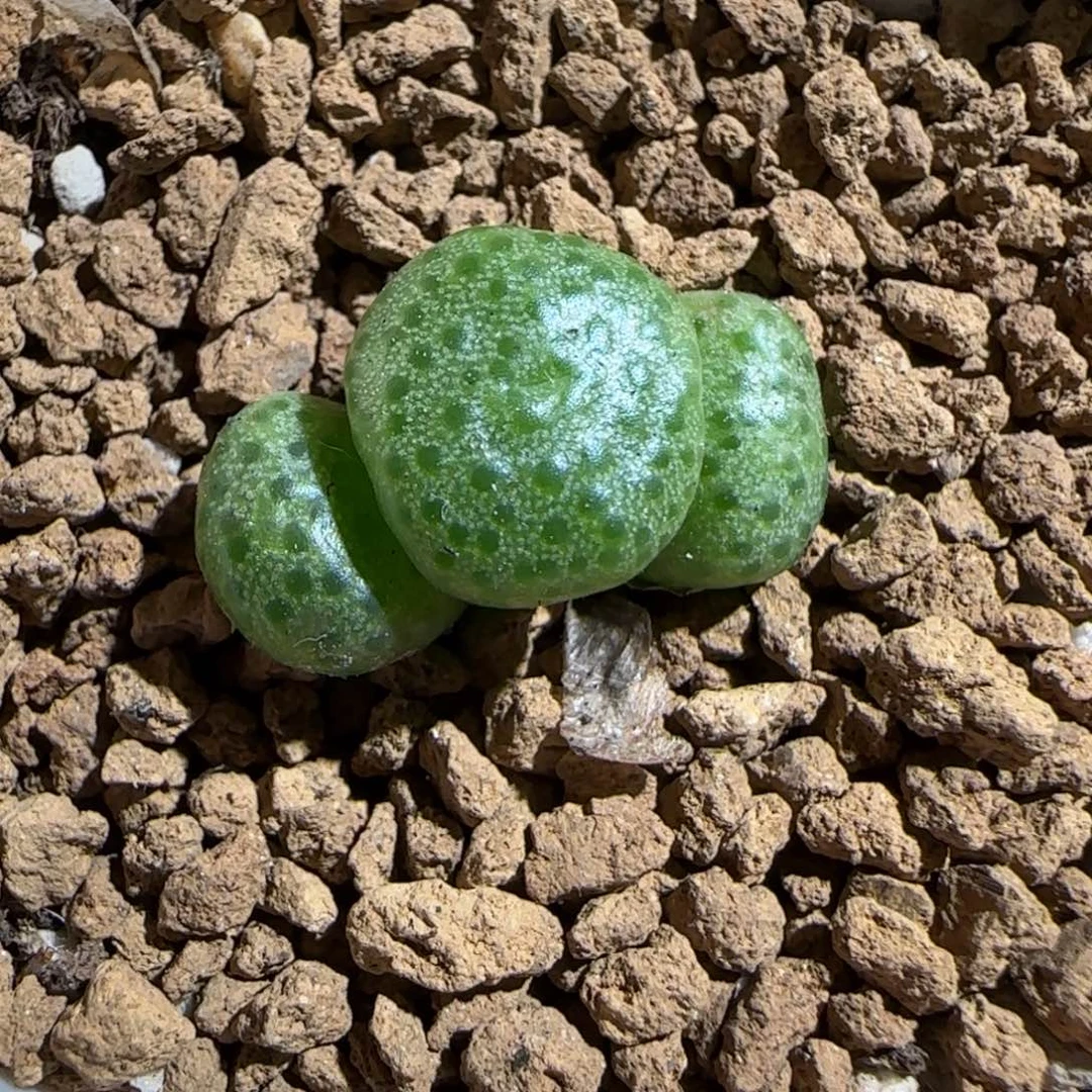 肉锥多肉植物组合-青团894