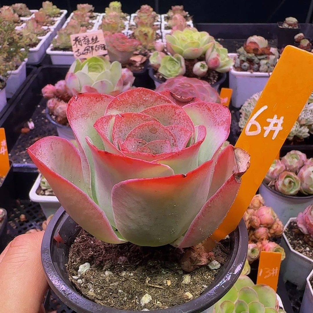 夏雨  非偏远包邮玻璃心慎拍