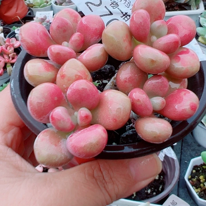 桃蛋多肉植物多肉270