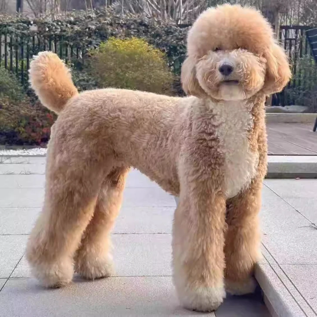 巨型贵宾幼犬纯种赛级血统大型泰迪犬巨贵犬红白花巨型泰迪宠物狗