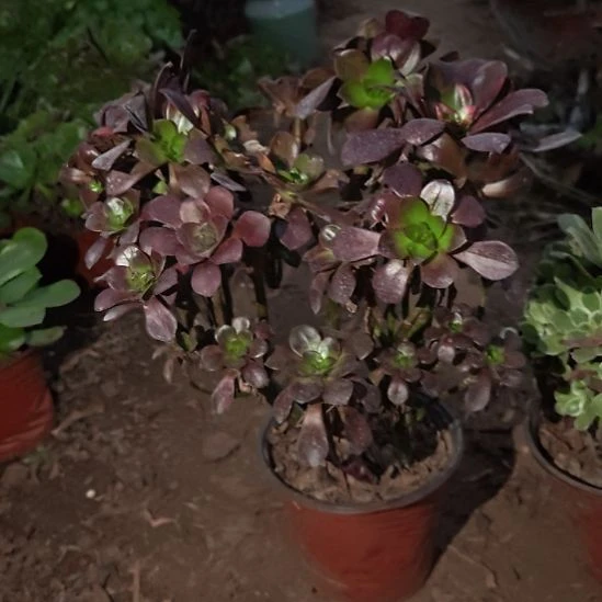 忆江南加急发货了7