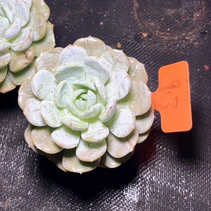 劳林93号码牌子的话题