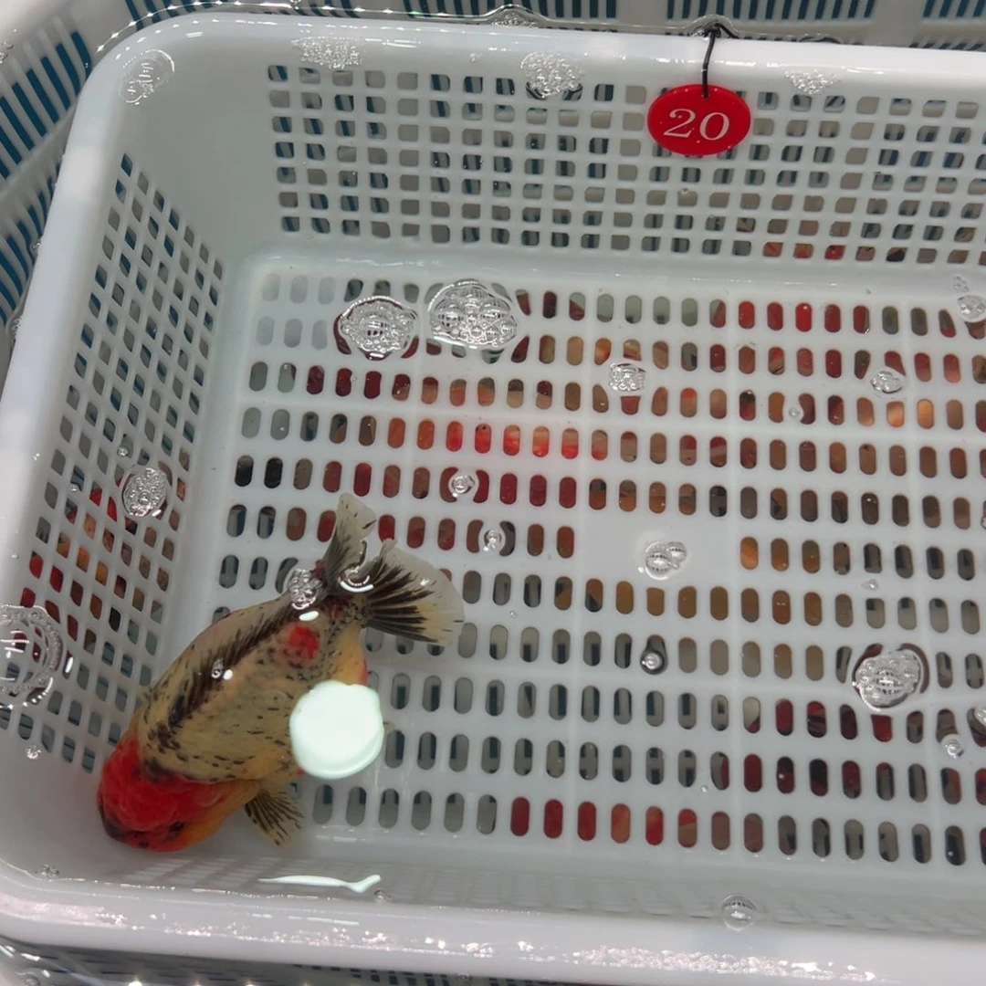 月***中金鱼你好吗我好想