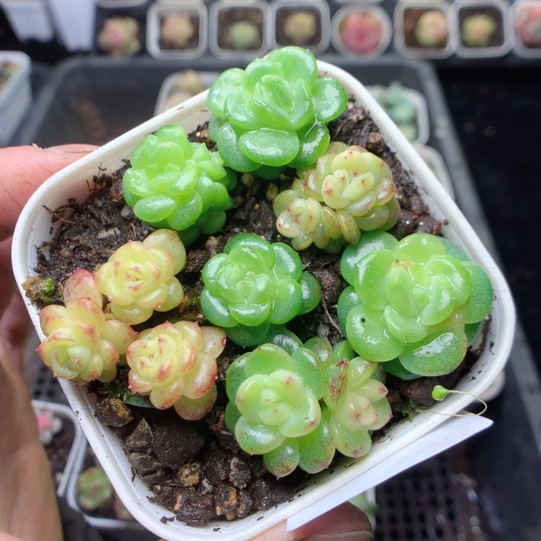 无花朵R65 yyyyyyy
