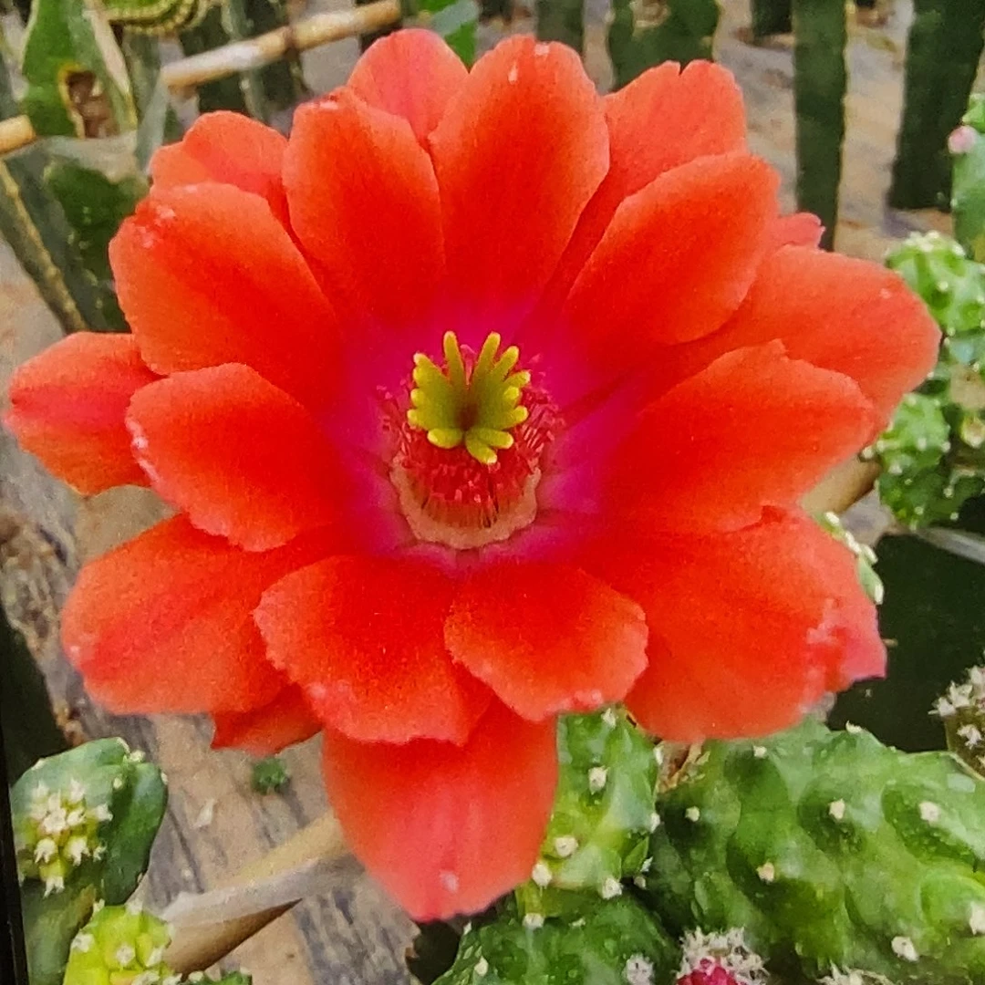 桔 淘汰郎2个侧芽无根