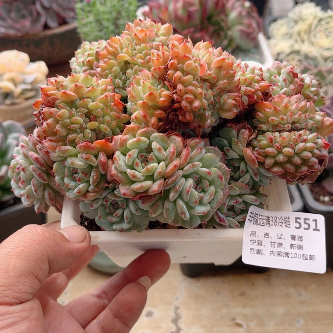 551白胖子缀德华多肉