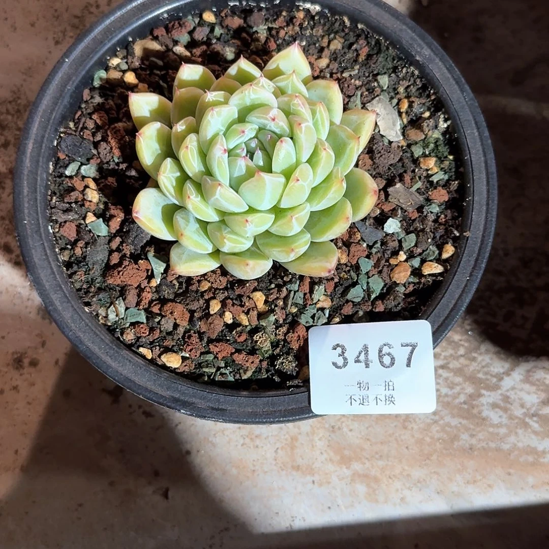 小**?3467号雪花珍妮多肉