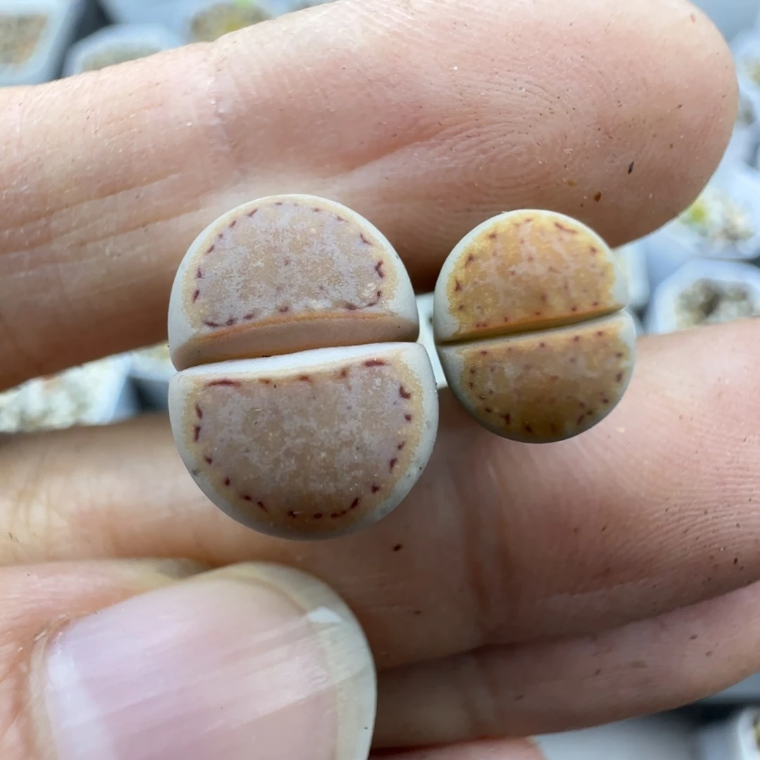 橘***堂32长腿218特大棚直播30包邮