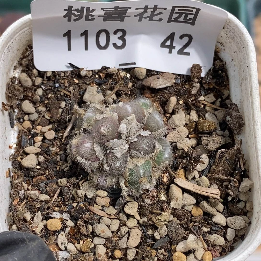 103-42-毛球福利。