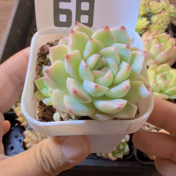 68.qqqqwwwwwwwwwwww