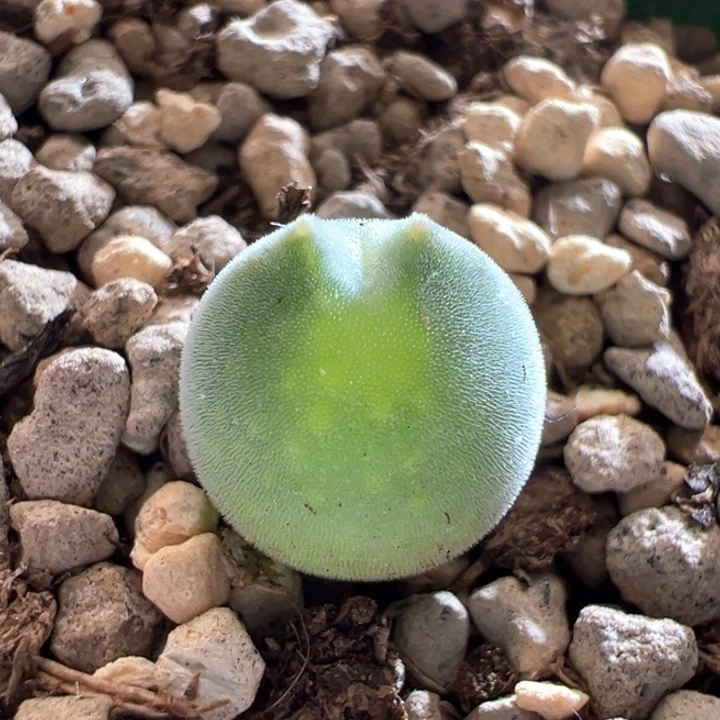 326。青蛙种源优选2年大眼空蝉