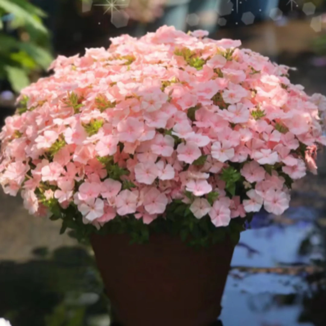 福禄考情书花卉盆栽庭院装饰植物