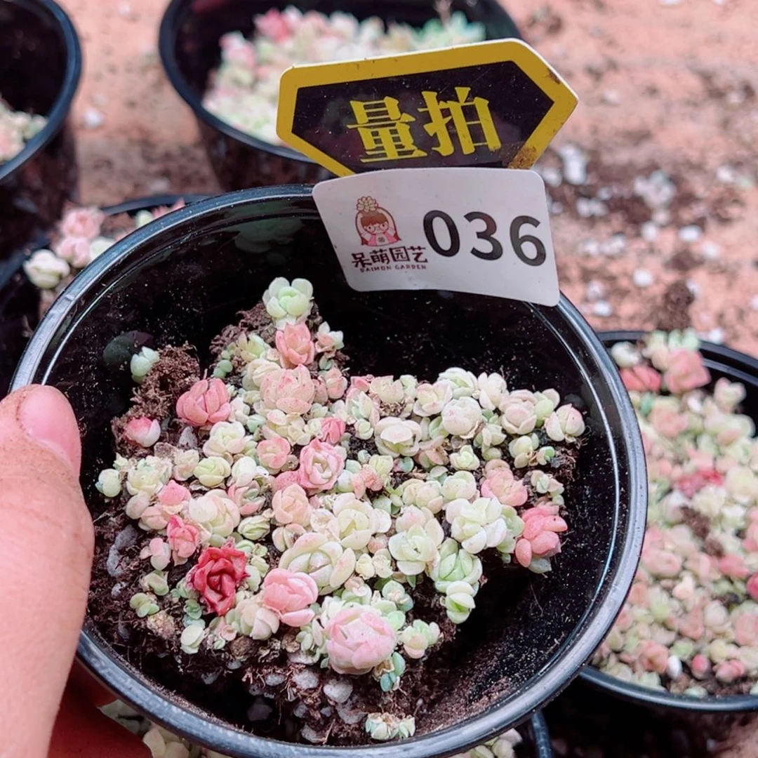 当前无花朵，栽培后可花朵