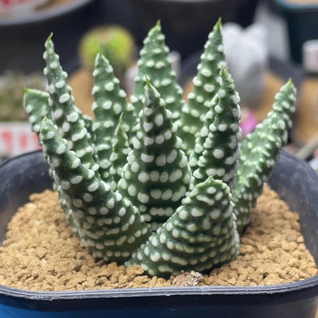 实生丸叶钱型特白尤地上星