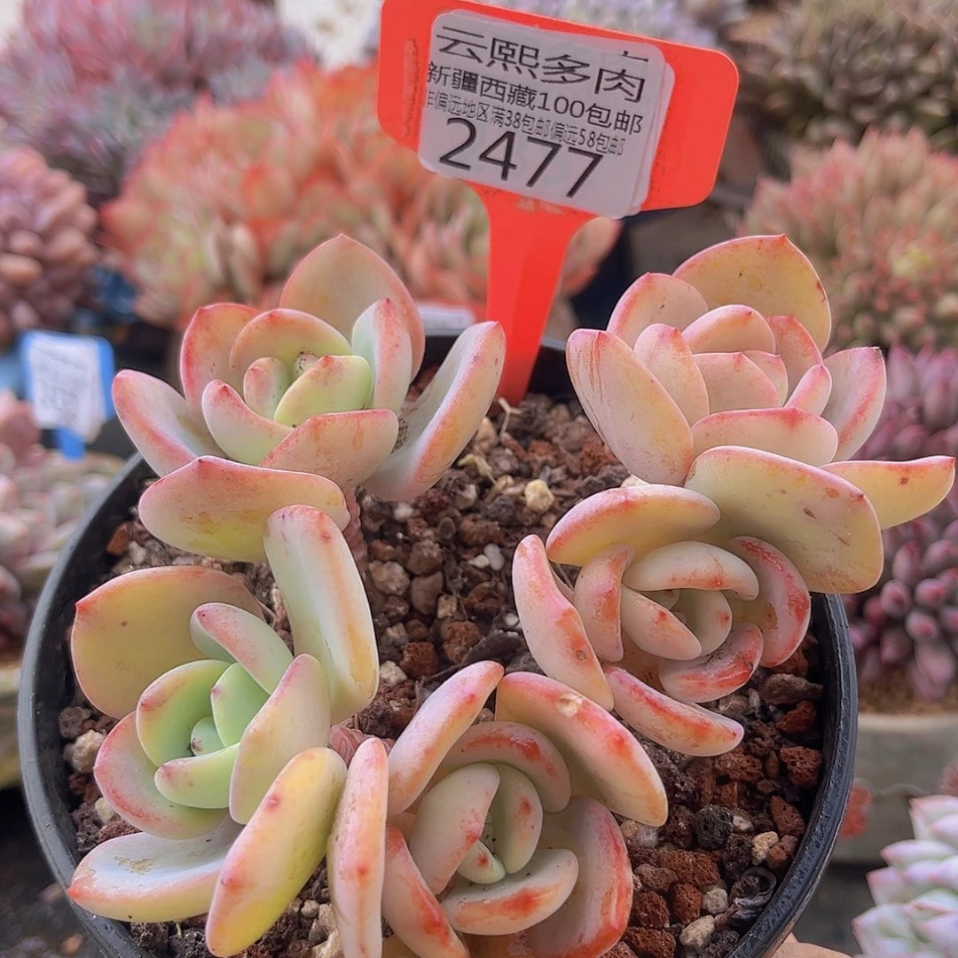 2477白月光多肉植物