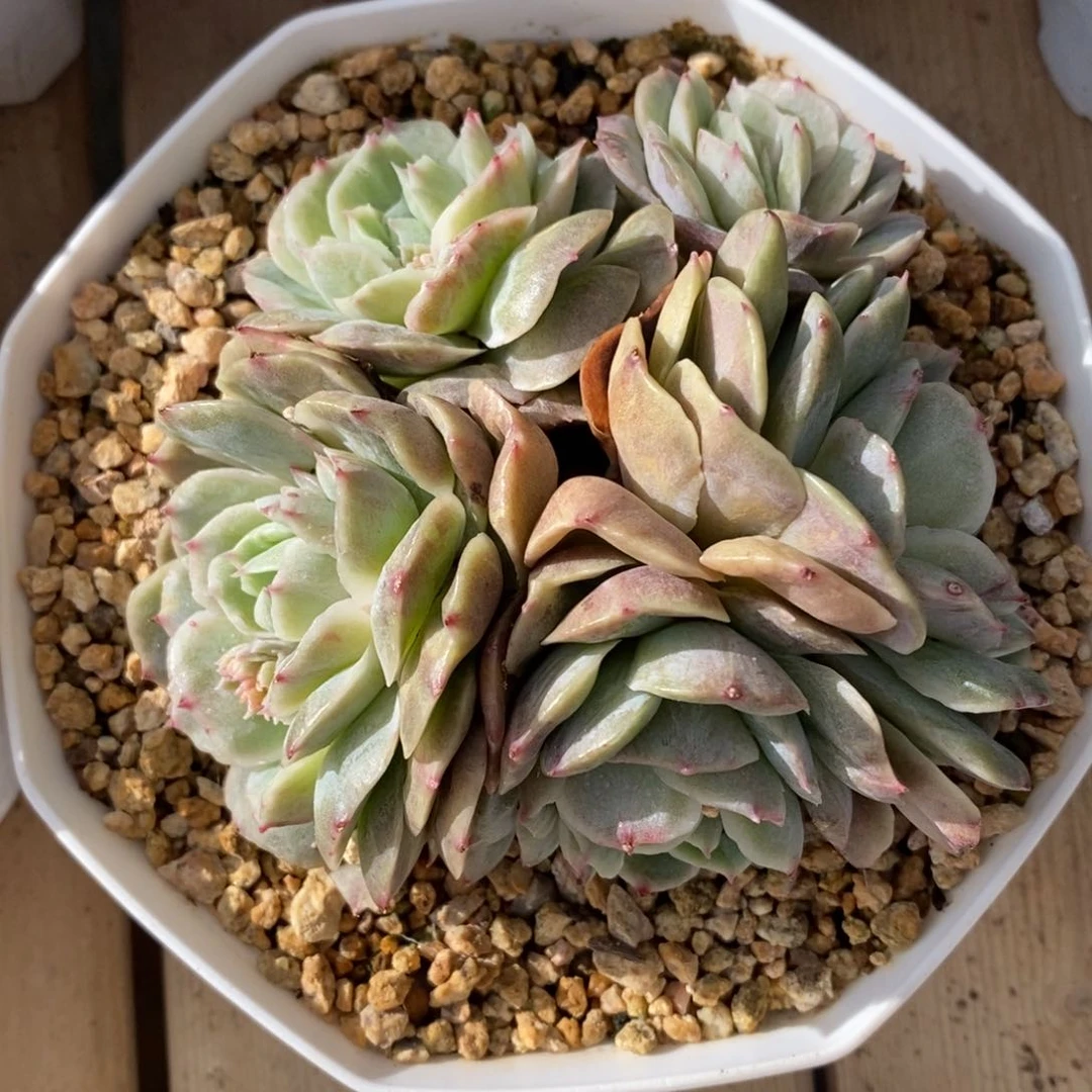 自助下单一物一拍多肉，下滑更多品种选择