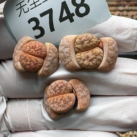 3748，拿铁309A组合脱土发货
