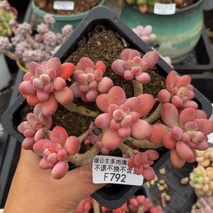 樱花奶老桩10cm792多肉植物