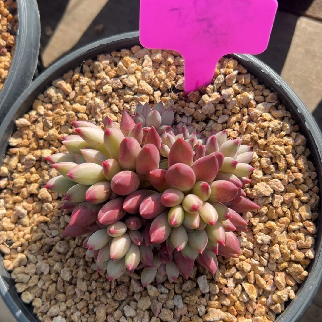 虞美人1111111111111