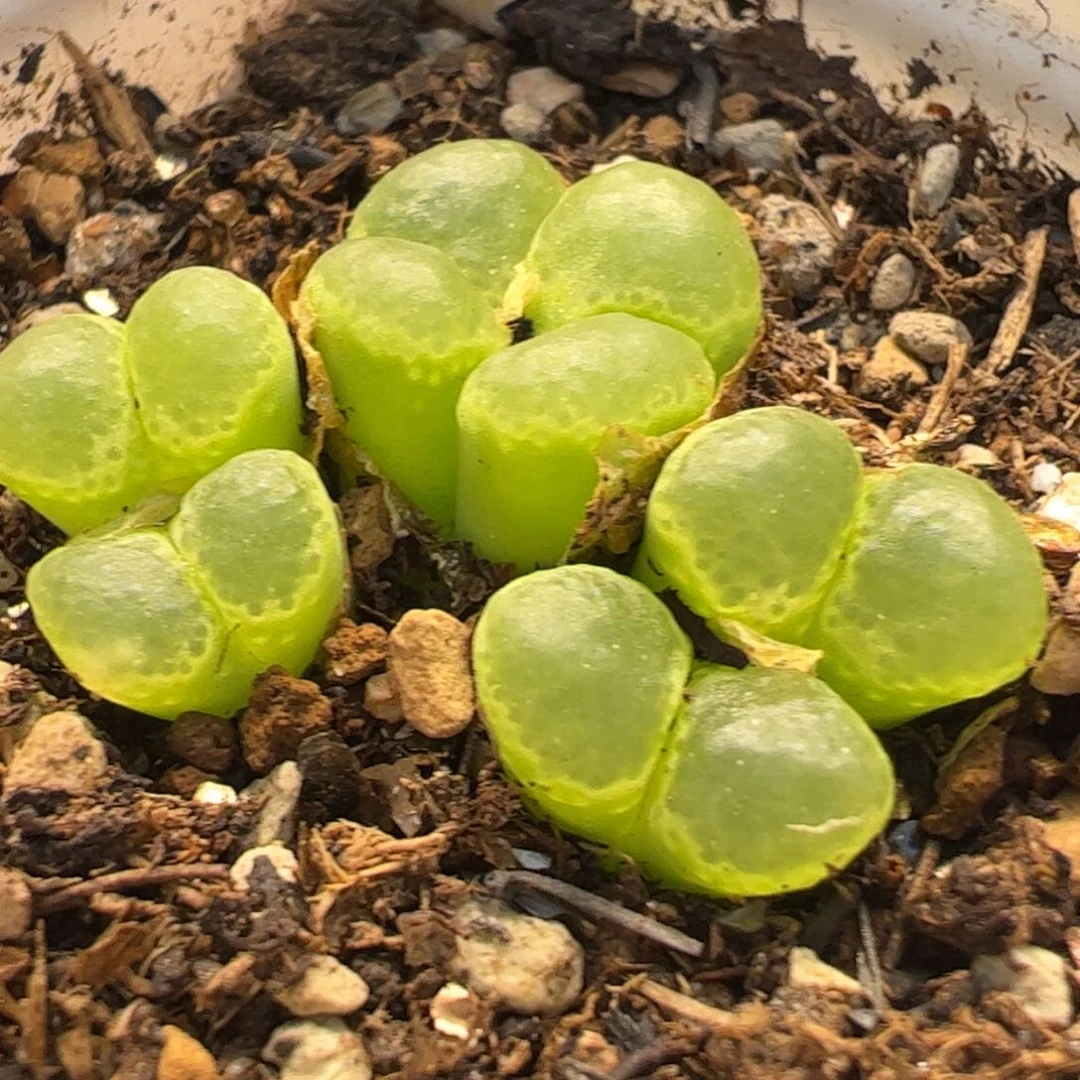 绿泡泡风铃多肉植物