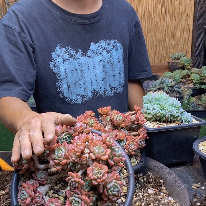 止***期375号娜娜小勾多肉植物