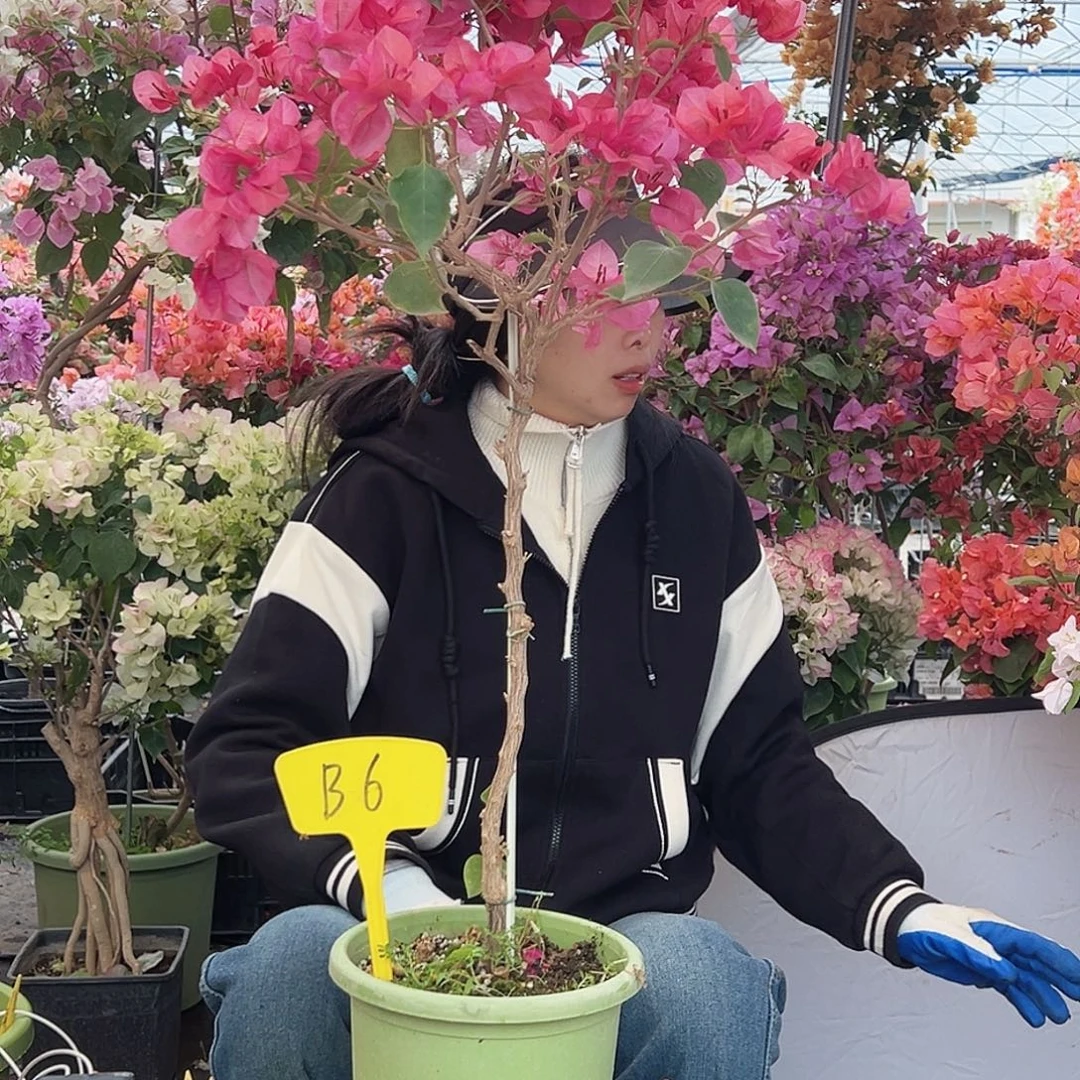 茉***曼大部分花苞少量开放B6不甜西瓜