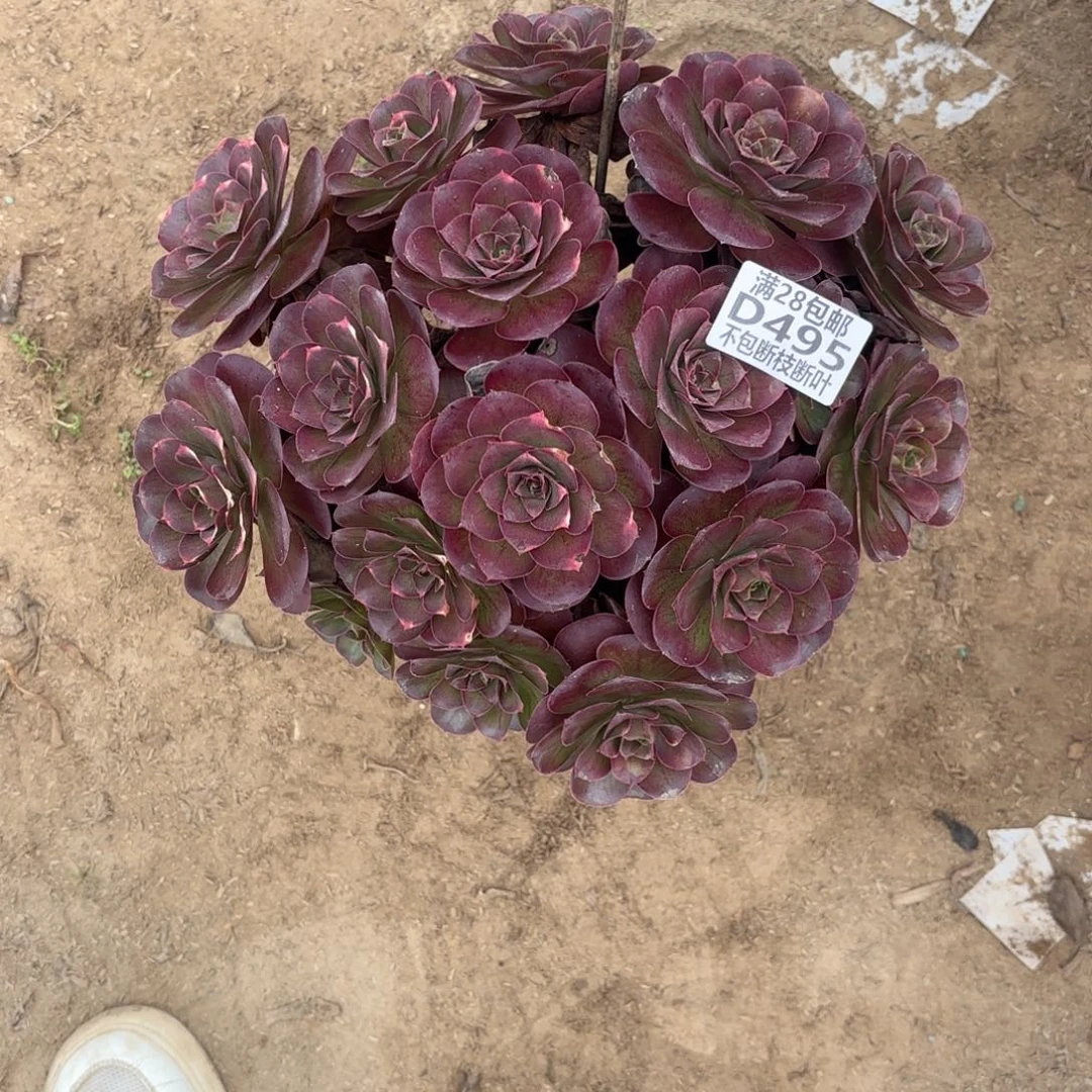 M. 495魅金玫瑰多肉122233