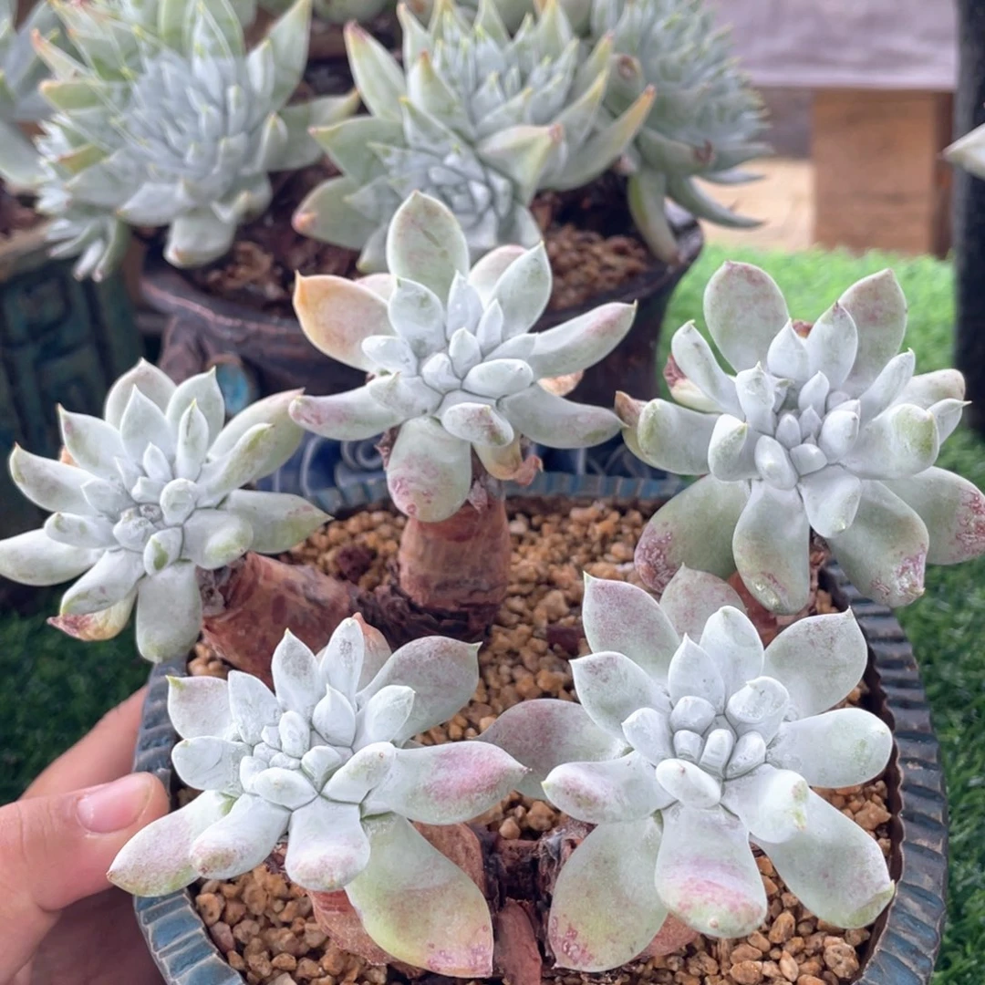 小叶帕翠莎准11头福利