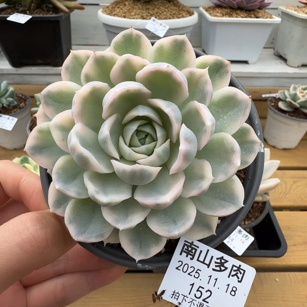 雪球锦1111118-152